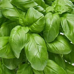 Aceite Esencial de Albahaca Quimiotipo metilchavicol ECO - Imagen 3
