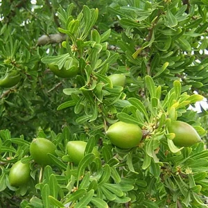 Organic argan oil - Image 3