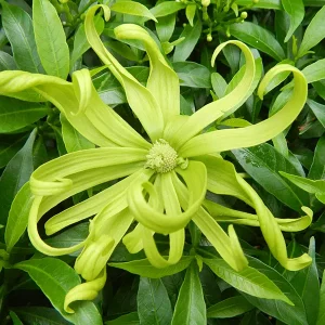 Organic Ylang Ylang complete essential oil - Image 3