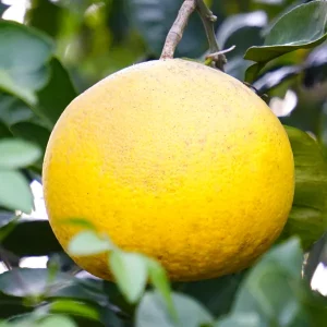 Aceite Esencial de Pomelo blanco ECO - Imagen 3