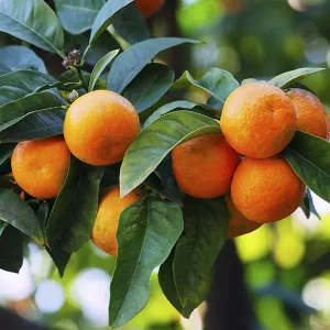 Organic Red mandarin essential oil - Image 3