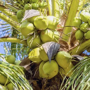 Organic virgin coconut oil - Image 2