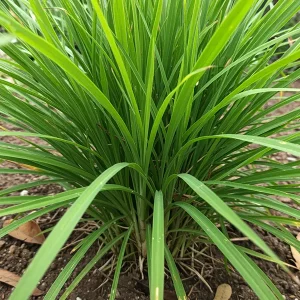 Organic Lemongrass essential oil - Image 3