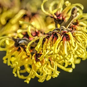 Organic and food grade Witch hazel hydrolate - Image 3