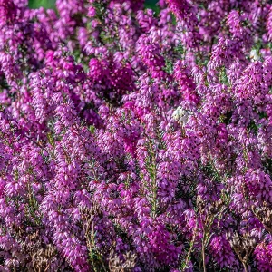 Organic and food grade Lavender hydrolate - Image 3