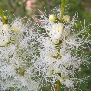 Aceite Esencial de Árbol del Té ECO - Imagen 3
