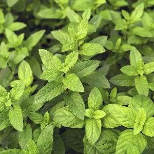 Organic peppermint essential oil. - Image 3