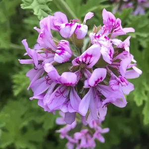 Organic Geranium Bourbon Essential Oil - Image 3