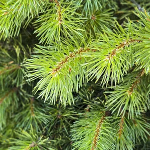 Organic Sylvester Pine Essential Oil - Image 3