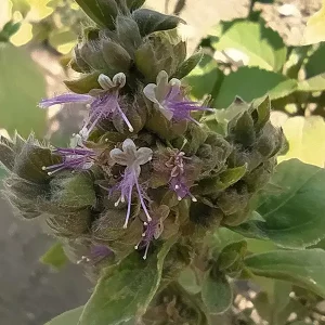 Aceite Esencial de Patchouli ECO - Imagen 3