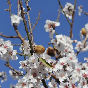 Organic Sweet Almond Oil - Image 4