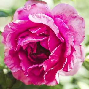 Organic and food grade Rose Damascena hydrolate - Image 3