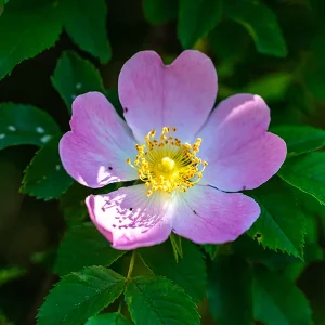 Aceite vegetal de Rosa de mosqueta ECO - Imagen 3
