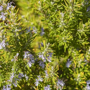 Organic Rosemary CT camphor essential oil - Image 3