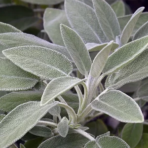 Organic Sage essential oil - Image 3