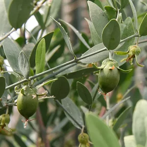 Organic Jojoba oil - Image 3