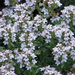 Organic Thyme CT linalool essential oil - Image 3